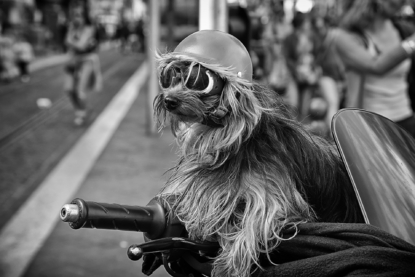 Errance à quatre pattes