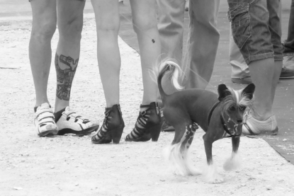 Errance à quatre pattes