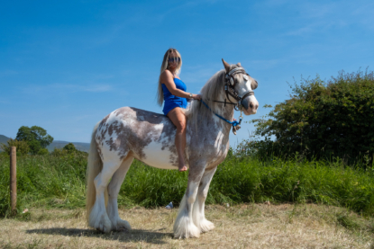 Les foires aux chevaux Gypsy