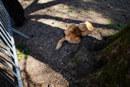 Animale cité