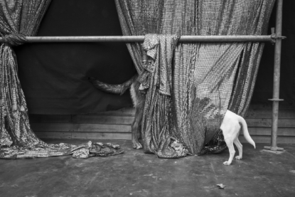 While the circus performers take a moment to rest or practice a few tricks for tonight’s show, I discreetly walk away. On the other side of the tent, two dogs share a secret. I lend an ear.