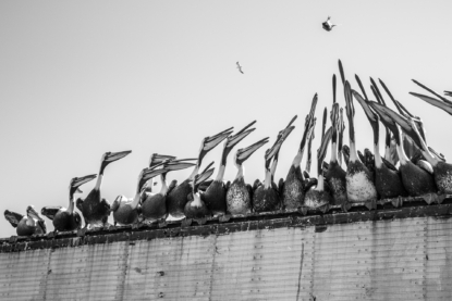 The fishermen at the Caleta Portales made it their mission to create a lively performance—with pelicans in the starring roles—filled with grand gestures, shouting, and fish heads thrown high in the air, or low, right at my feet.