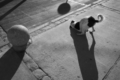 A stray dog scratches itself on the pavement in Valparaiso's Cerro Concepcion neighborhood. Valparaiso, Chile - September 20, 2017.
Un chien errant se gratte au sol dans le quartier de Cerro Concepcion a Valparaiso. Valparaiso, Chili - 20 septembre 2017.